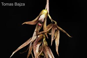 Dendrobium numaldeorii