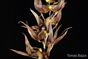 Dendrobium numaldeorii