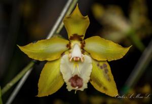 Oncidium spectatissimum