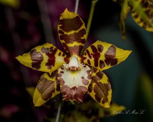 Oncidium spectatissimum