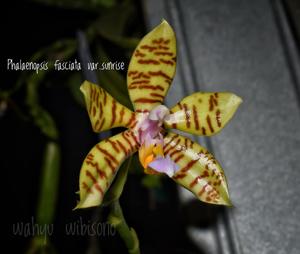 Phalaenopsis fasciata