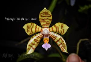 Phalaenopsis fasciata