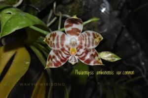 Phalaenopsis amboinensis