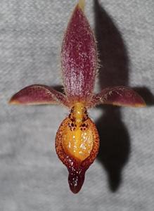 Bulbophyllum holochilum