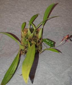 Bulbophyllum holochilum