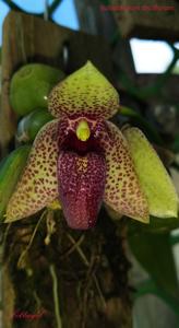 Bulbophyllum disciflorum