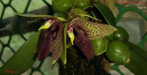 Bulbophyllum disciflorum