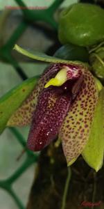 Bulbophyllum disciflorum