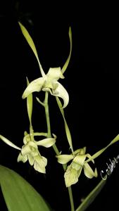 Dendrobium archipelagense