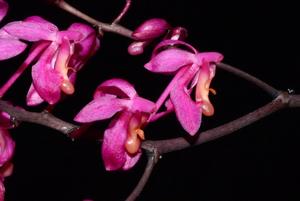 Renanthera caloptera