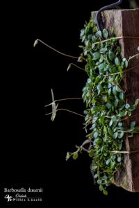 Barbosella dusenii
