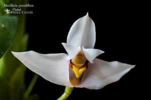 Maxillaria grandiflora