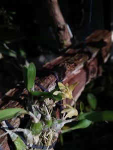 Polystachya ottoniana