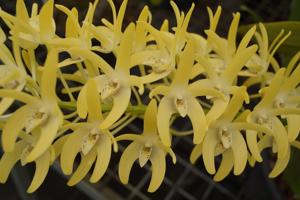 Dendrobium speciosum