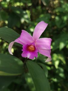 Sobralia decora