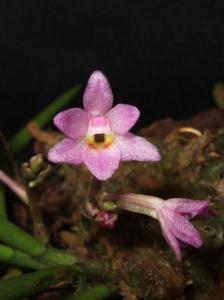 Holcoglossum pumilum