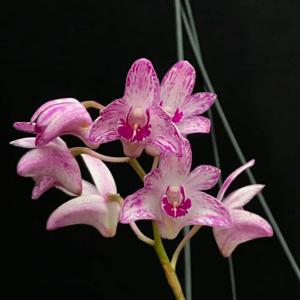 Dendrobium kingianum