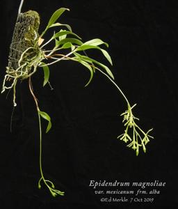 Epidendrum conopseum