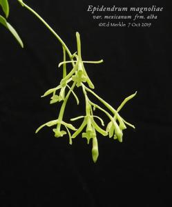 Epidendrum conopseum