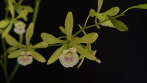 Encyclia profusa