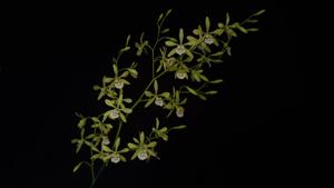 Encyclia profusa