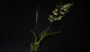 Encyclia profusa