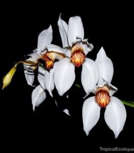 Cymbidium erythrostylum