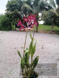 Laelia splendida