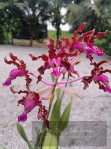 Laelia splendida