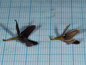 Bulbophyllum nigrescens