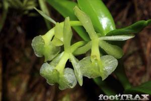 Epidendrum floridense