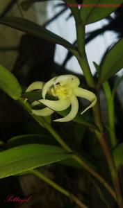 Dendrobium pruinosum