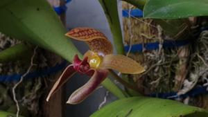 Bulbophyllum hyalosemoides
