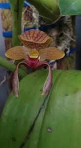 Bulbophyllum hyalosemoides