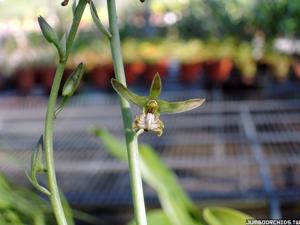 Eulophia andamanensis