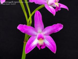 Cattleya rupestris