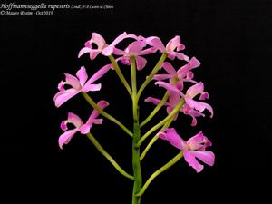 Cattleya rupestris