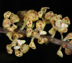 Bogoria moorei