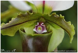 Paphiopedilum spicerianum