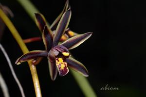 Cymbidium bicolor