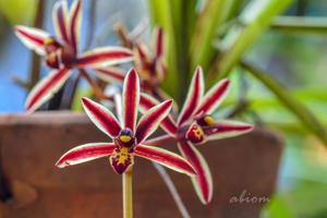 Cymbidium bicolor