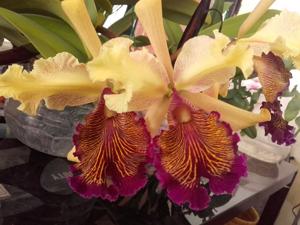 Cattleya dowiana