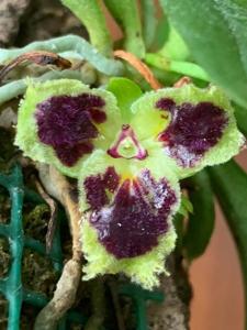 Gastrochilus retrocallus