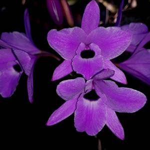 Laelia rubescens