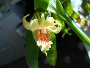 Dendrobium ochraceum