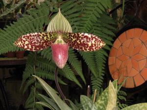 Paphiopedilum sukhakulii