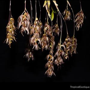 Dendrobium numaldeorii