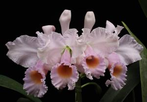 Cattleya schroederae