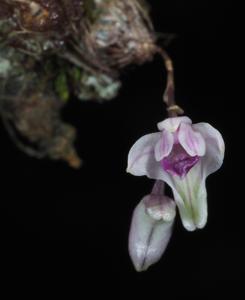 Dendrobium elliottianum