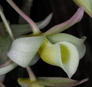 Dendrobium signatum